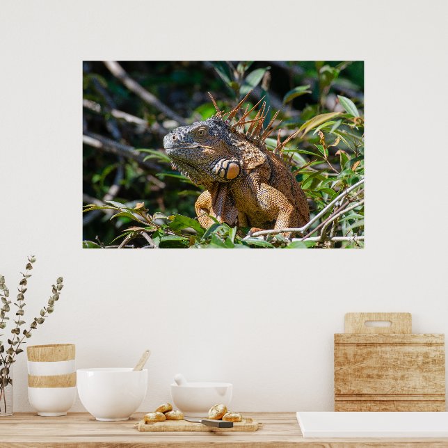Belize Lizard, Peaceful Orange Iguana Poster (Kitchen)