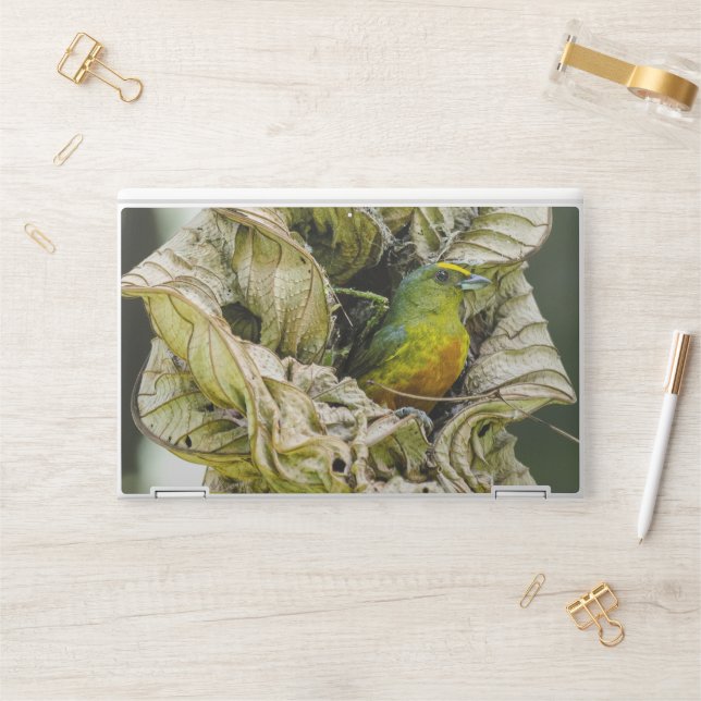 Belize Olive Euphonia, Green Bird Photography HP Laptop Skin (Desk)