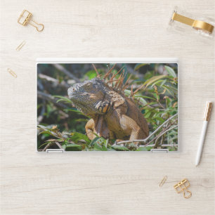 Belize Orange Iguana, Exotic Lizard Photography HP Laptop Skin