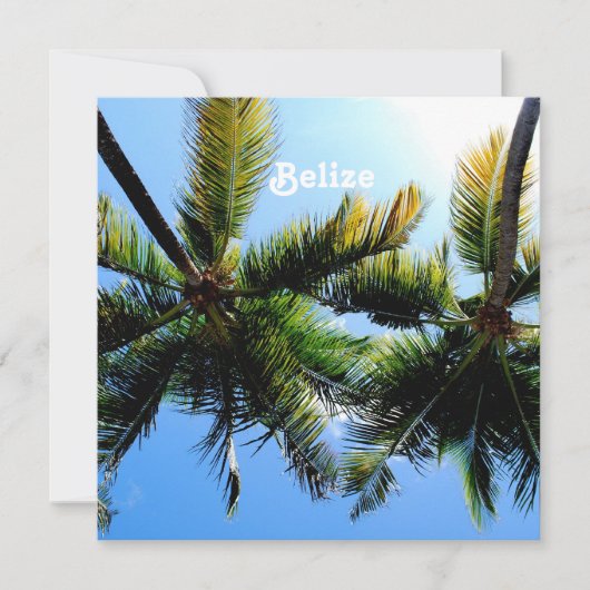 Belize Palm Trees (Front)