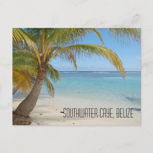 Belize Palm Trees and Caribbean Sea Landscape Postcard