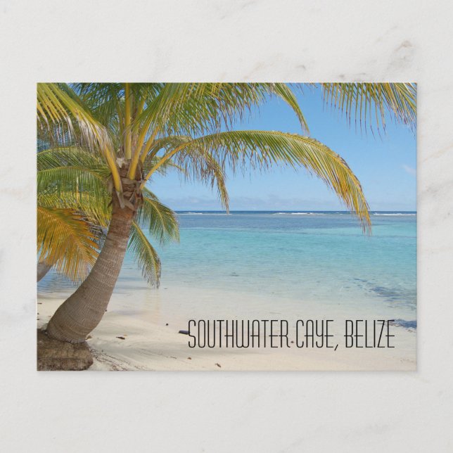 Belize Palm Trees and Caribbean Sea Landscape Postcard (Front)