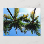 Belize Palm Trees Postcard