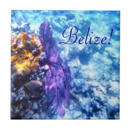 Belize! Purple Sea Fan  Tile