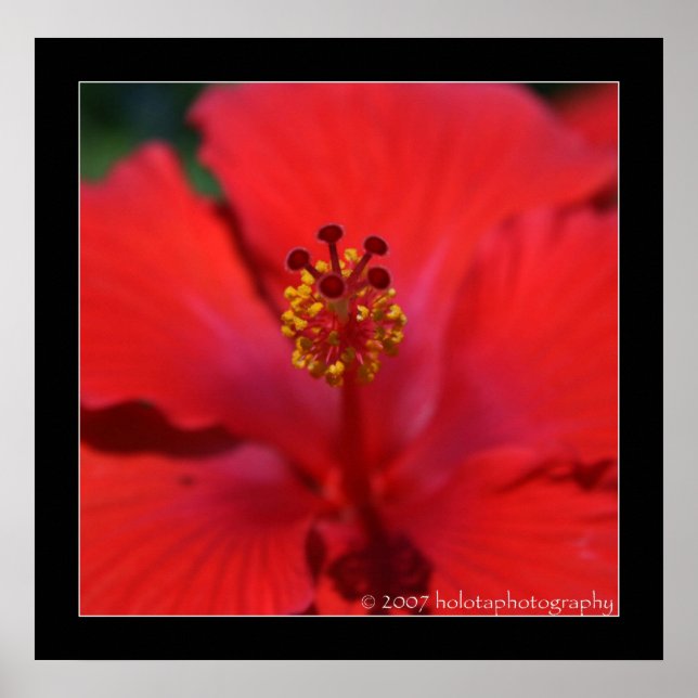 Belize - Red Flower Poster (Front)