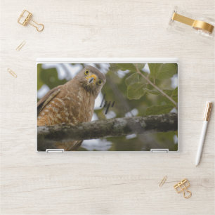 Belize Roadside Hawk, Brown Bird Photography Print HP Laptop Skin