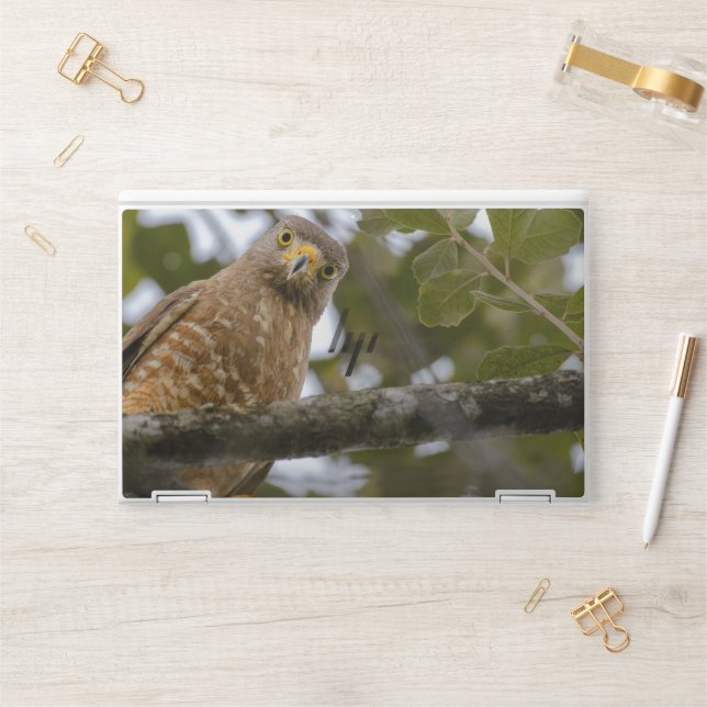 Belize Roadside Hawk, Brown Bird Photography Print HP Laptop Skin (Desk)
