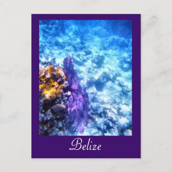 Belize Sea Fan Custom Postcard by h2oWater at Zazzle