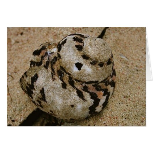 Belize Shell (Front Horizontal)