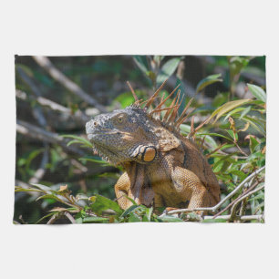 Belize Wildlife: Orange Iguana Lizard Photography Kitchen Towel
