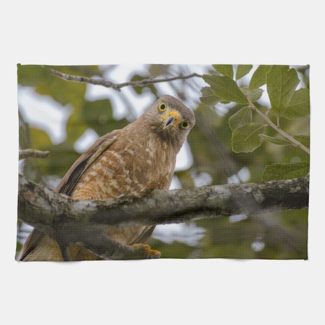 Belize Wildlife: Roadside Hawk Photography Kitchen Towel (Horizontal)