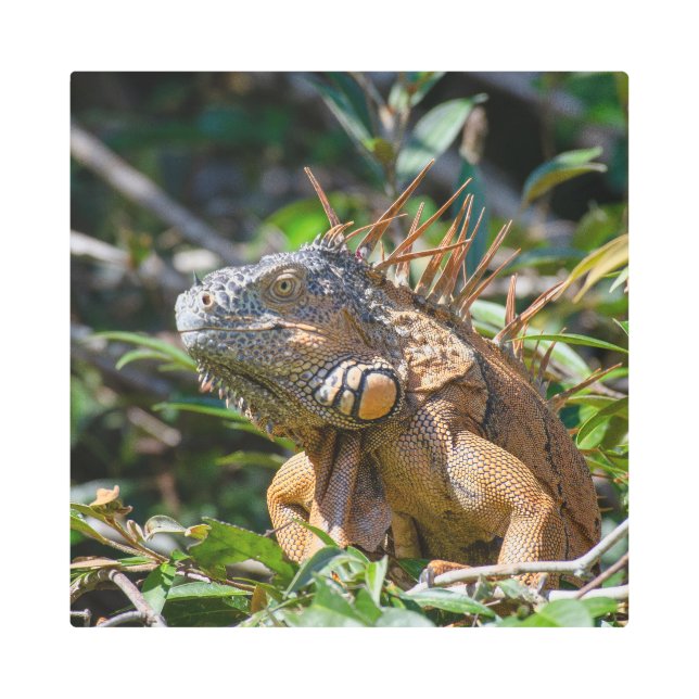 Belizean Brightness: Orange Iguana in the Wild Metal Print (Front)
