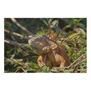Belizean Iguana Art Print Orange Lizard Photograph