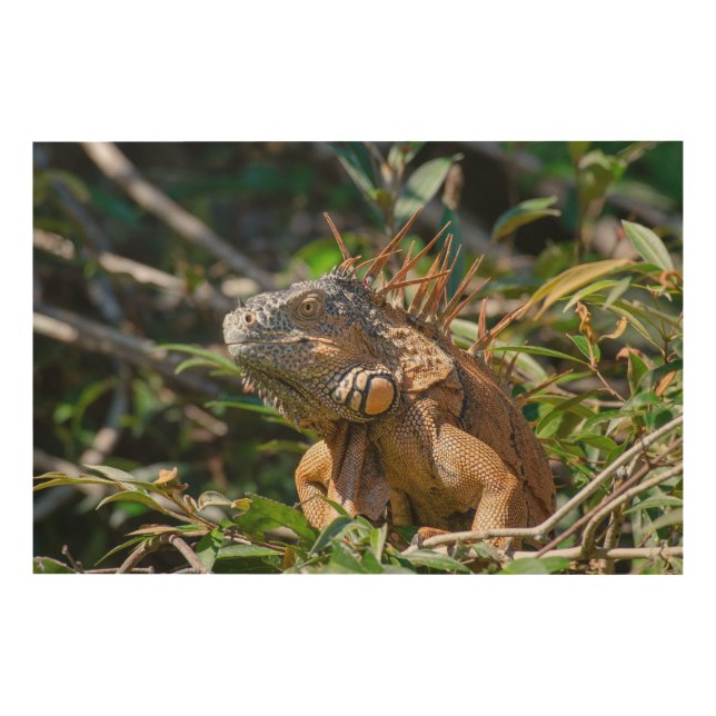 Belizean Iguana Art Print Orange Lizard Photograph (Front)