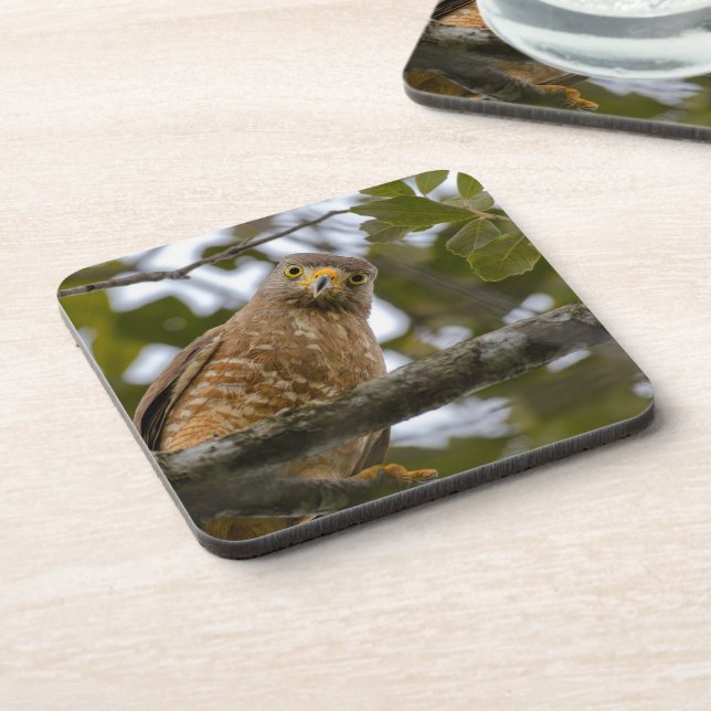 Belizean Roadside Watch: Hawk Print Beverage Coaster (Left Side)