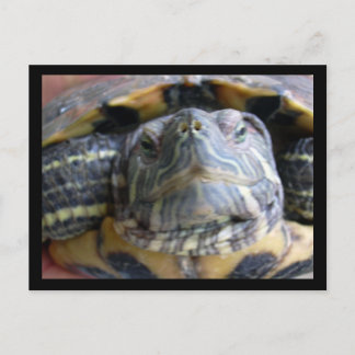 Belka close up postcard