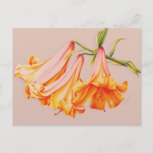 Bell lilies fine art by Sarah Trett postcard