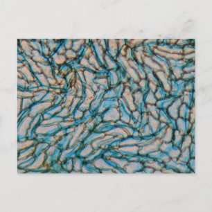 Bell pepper cells under the microscope postcard