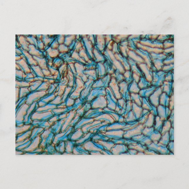 Bell pepper cells under the microscope postcard (Front)