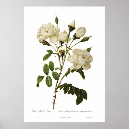 Bell rose by Pierre-Joseph Redoute Poster | Zazzle