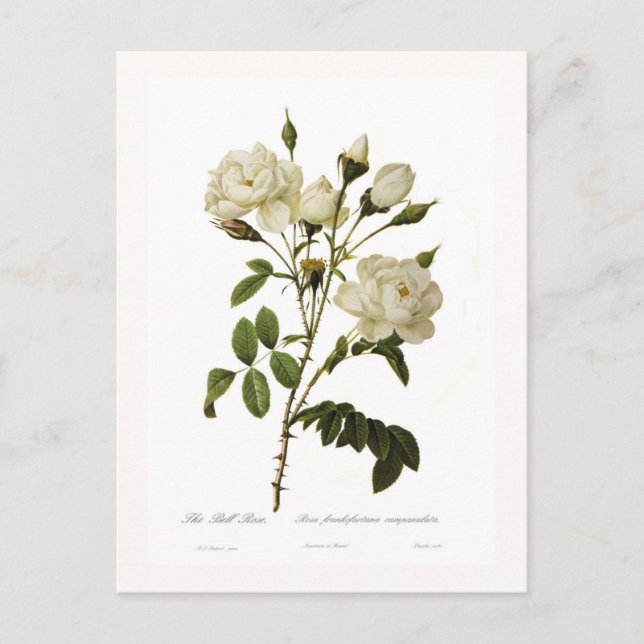 Bell rose postcard (Front)