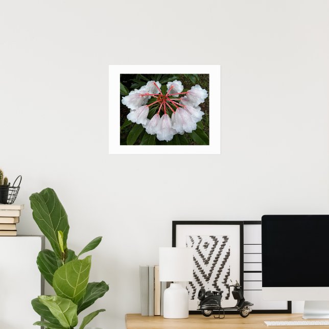 Bell Shaped White Rhododendrons Floral Poster (Home Office)