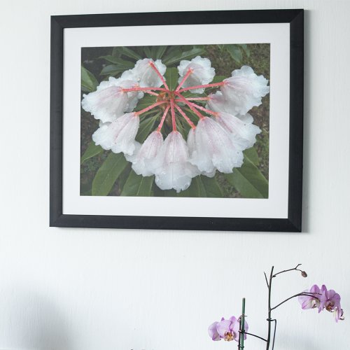 Bell Shaped White Rhododendrons Floral Poster