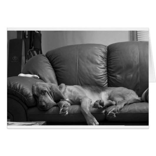 Bella (Front Horizontal)