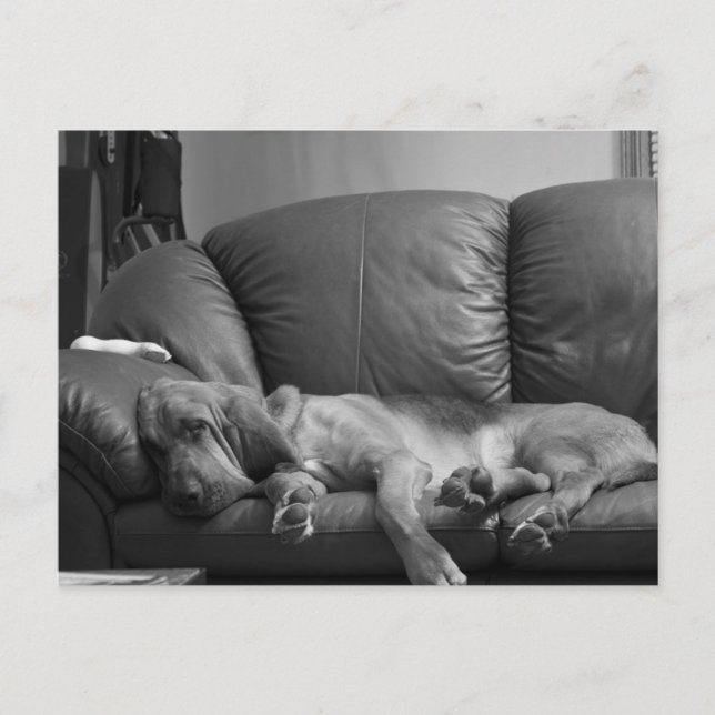 Bella Bloodhound Post Card (Front)