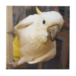 Bella Boy Ceramic Tile