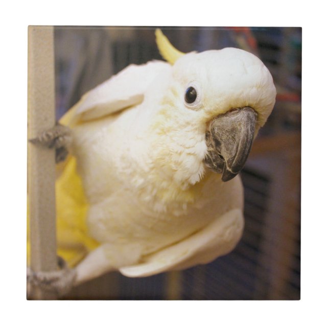 Bella Boy Ceramic Tile (Front)