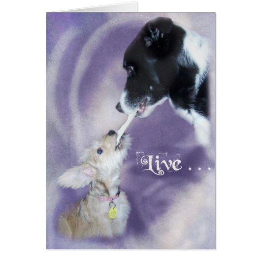 Bella&Buddy Cards (Front)