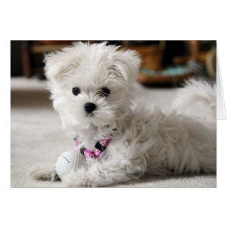 Bella Cards