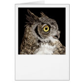 "Bella" - Great-horned Owl (Front)