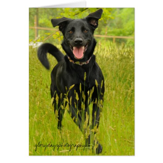 Bella, Happy to See You! (Front)