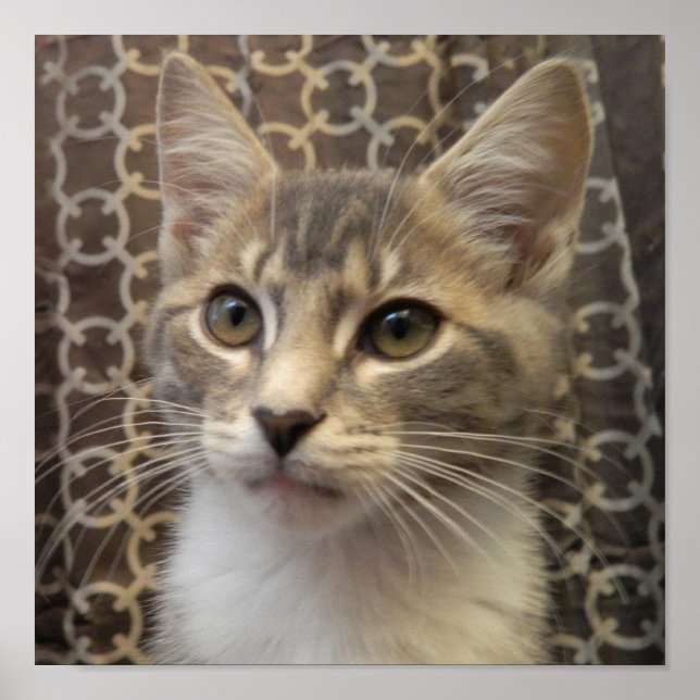 Bella Poster (Front)