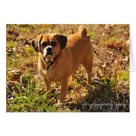 Bella, the puggle cards (Front Horizontal)