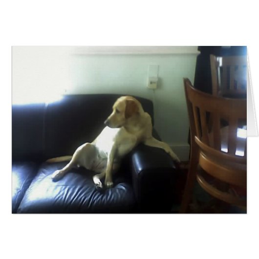 Bella, yellow Labrador dog Cards (Front Horizontal)