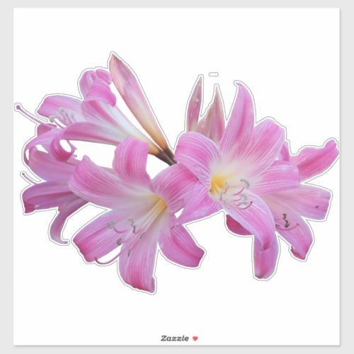 Belladonna Lily Jersey Flower Sticker