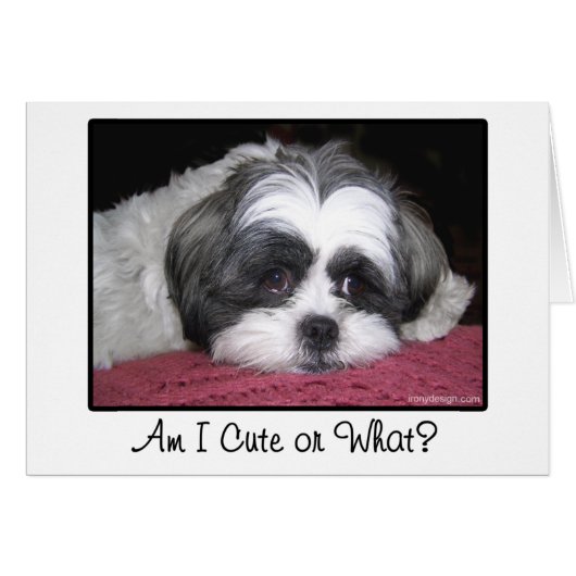 Belle The Shih Tzu Dog Cards (Front Horizontal)