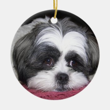 Belle The Shih Tzu Dog Ceramic Ornament by ironydesignphotos at Zazzle