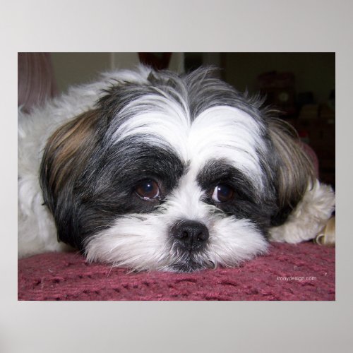 Belle The Shih Tzu Dog Poster