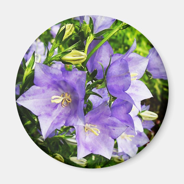 Bellflowers Magnet (Front)
