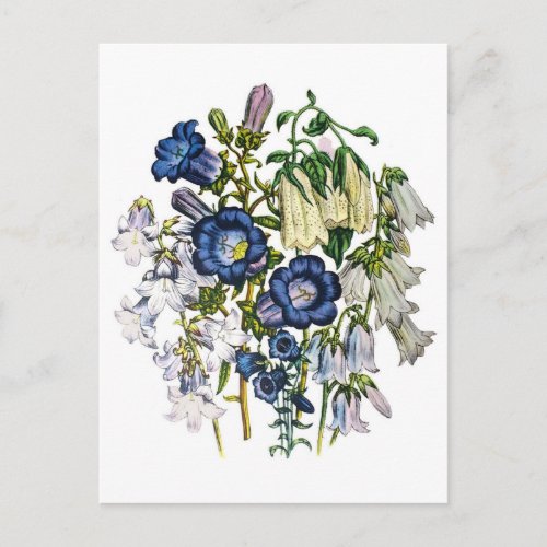 Bellflowers Postcard