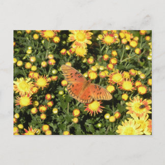 Bellingrath Butterfly Postcard