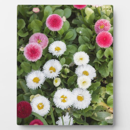 bellis perennis daisy in the garden plaque