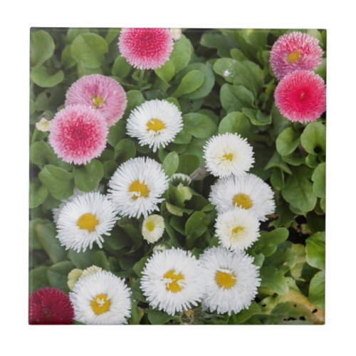 bellis perennis daisy in the garden tile