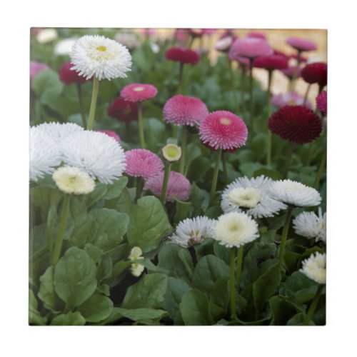 bellis perennis daisy in the garden tile