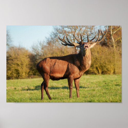 Bellowing Red Deer Stag Poster