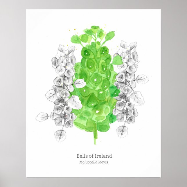 Bells of Ireland Language of Flowers Good Luck Poster (Front)